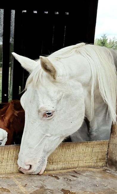 Champagner APHA Stute, Stephanie Stolze, Horses For Sale, Grafhorst, Image 2