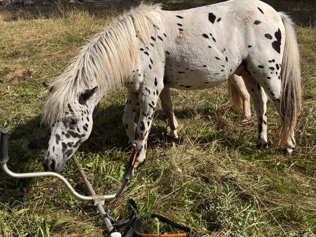 Championatssieger DtPb Shetlandpony/Shetty HF Tigerschecke, Nicole Prignitz , Horses For Sale, Groß Molzahn , Image 3