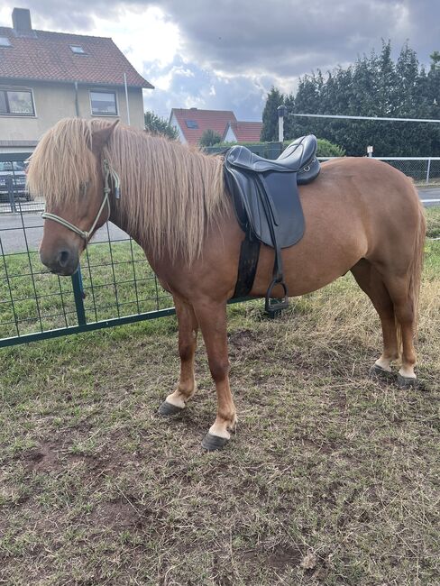 Championrider Pleasure V 18“, Championrider  Pleasure V, Sandra Kriwan, Dressage Saddle, Wanfried , Image 2