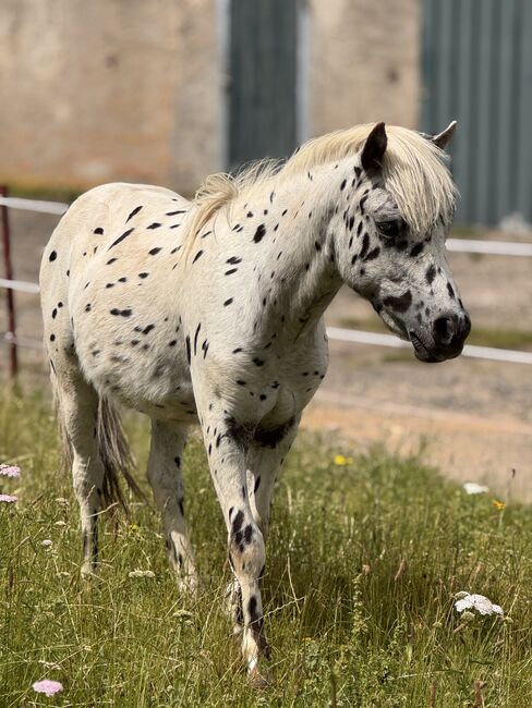 Championatssieger DtPb Shetlandpony/Shetty HF Tigerschecke, Nicole Prignitz , Horses For Sale, Groß Molzahn , Image 6