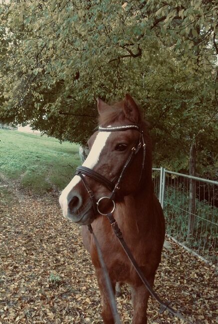 Charakter Pony, Bozetapi , Pferd kaufen, Ballwil