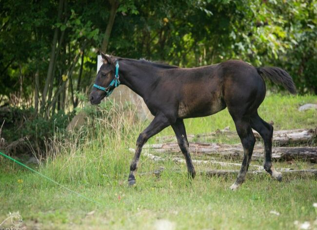 Charakterstarke Quarter Paint Horse Stute 05/2025 APHA black, Rainer, Pferd kaufen, Wernigerode, Abbildung 6