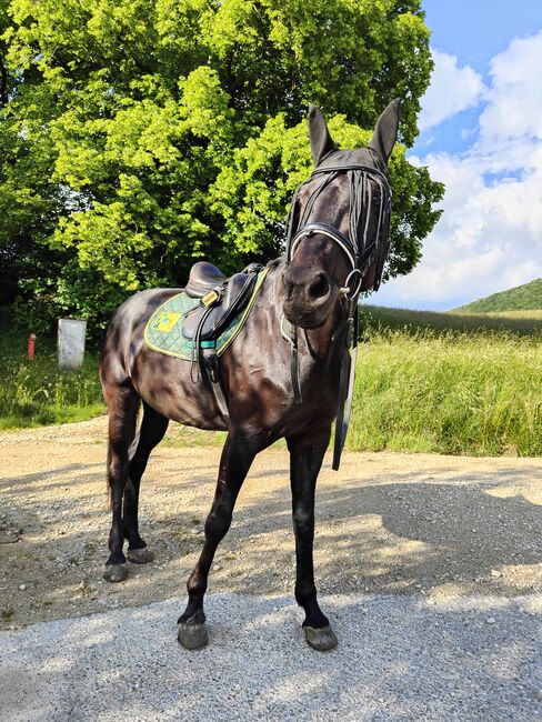 Charakterstarke Württemberger Vollblutmix Stute sucht Herzensplatz, Carmen Moser, Pferd kaufen, Siblingen