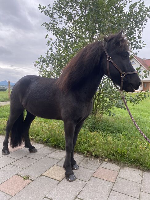 Charmantes Verlasspferd / Allrounder, Daniela Prößl, Horses For Sale, Kemnath, Image 4