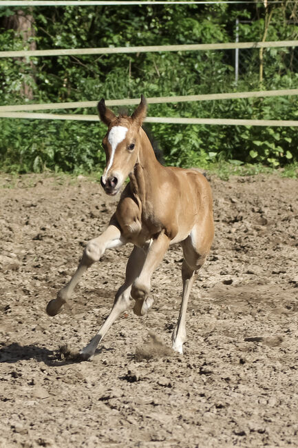 Bezauberndes Quarter Horse Stutfohlen, Kerstin Rehbehn (Pferdemarketing Ost), Horses For Sale, Nienburg, Image 4