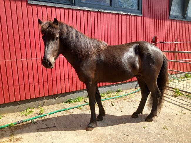 Bezaubernder dreijähriger Isländerwallach, M. Schmiedehausen, Horses For Sale, Neumünster, Image 11