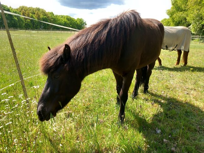 Bezaubernder dreijähriger Isländerwallach, M. Schmiedehausen, Horses For Sale, Neumünster, Image 6