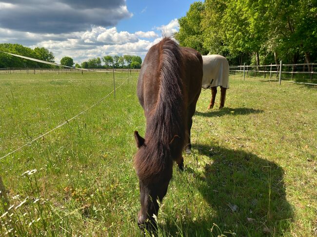 Bezaubernder dreijähriger Isländerwallach, M. Schmiedehausen, Horses For Sale, Neumünster, Image 5