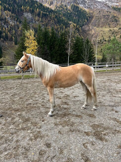 Charmante Haflinger-Jungstute mit besonderer Ausstrahlung, Theresa-Maria Wimberger, Horses For Sale, Rauris