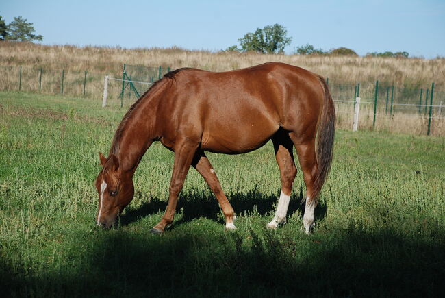 charmanter Nachwuchshengst aus Top Reininglinien, Kerstin Rehbehn (Pferdemarketing Ost), Horses For Sale, Nienburg