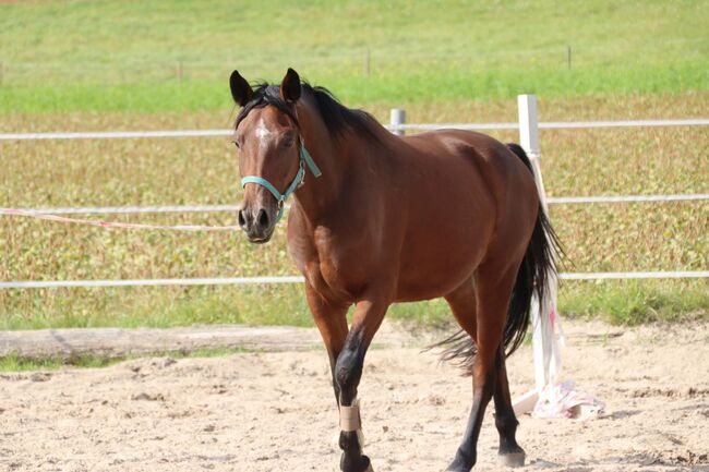 Charmanter Youngster mit Potenzial für den Dressursport, N. Weber, Horses For Sale, Markgrönigen, Image 3