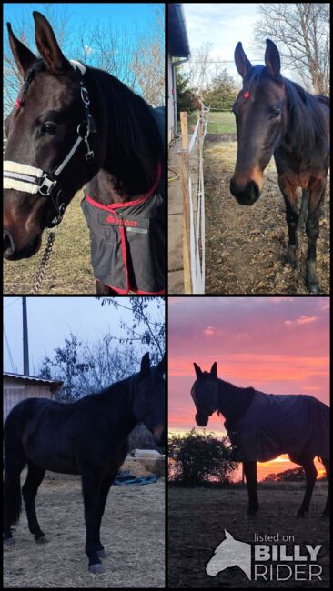 Bezaubernde Stute, Celina, Horses For Sale, Oberwart , Image 6