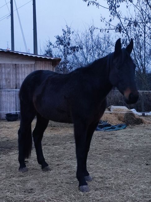 Bezaubernde Stute, Celina, Horses For Sale, Oberwart , Image 2