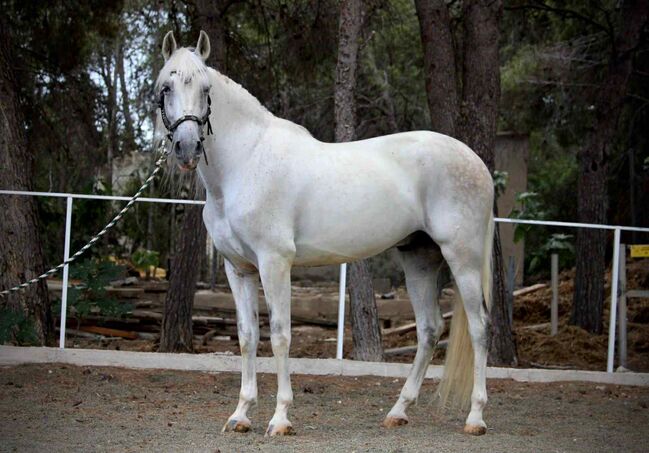 Charmanter PRE-Wallach, Katharina Schori, Horses For Sale, Thusis, Image 2