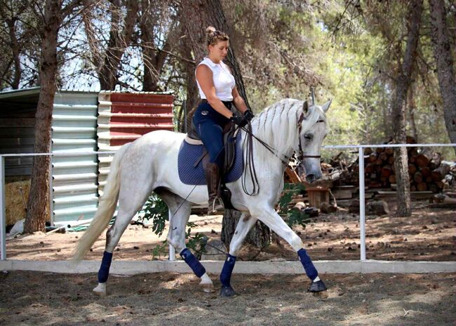 Charmanter PRE-Wallach, Katharina Schori, Horses For Sale, Thusis, Image 3