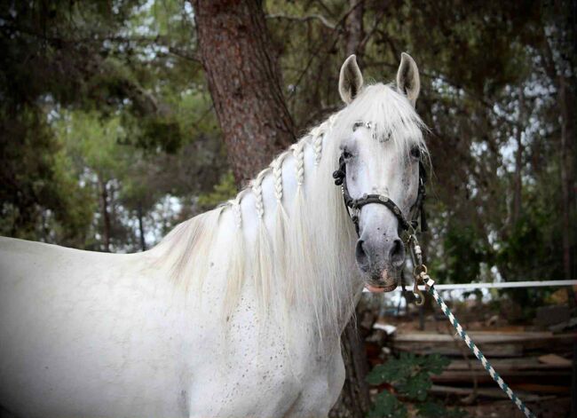 Charmanter PRE-Wallach, Katharina Schori, Horses For Sale, Thusis