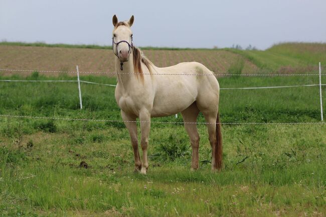 Bezaubernde Quarter Horse Stute in Traumfarbe, Kerstin Rehbehn (Pferdemarketing Ost), Horses For Sale, Nienburg