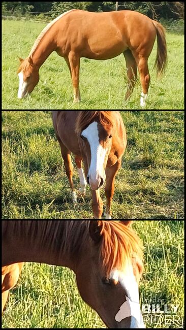 Charmante Quarter Horse Stute mit klarem Kopf und starken Anlagen, Kerstin Rehbehn (Pferdemarketing Ost), Pferd kaufen, Nienburg, Abbildung 4