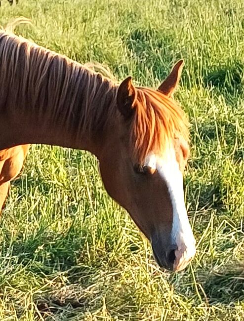 Charmante Quarter Horse Stute mit klarem Kopf und starken Anlagen, Kerstin Rehbehn (Pferdemarketing Ost), Pferd kaufen, Nienburg, Abbildung 3