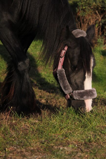 Charmante Tinker-Stute, Denise , Horses For Sale, Essen, Image 2