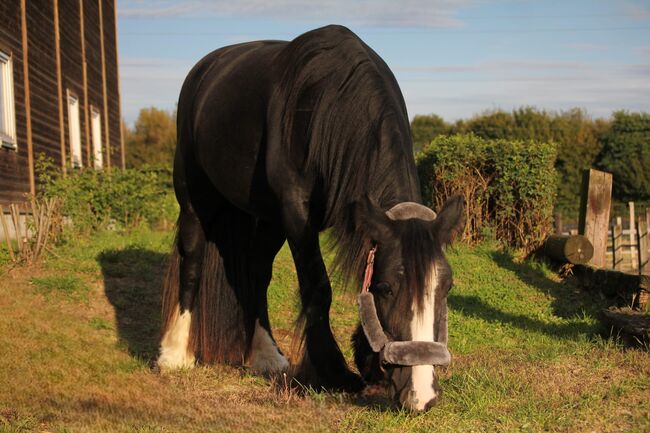 Charmante Tinker-Stute, Denise , Horses For Sale, Essen, Image 5