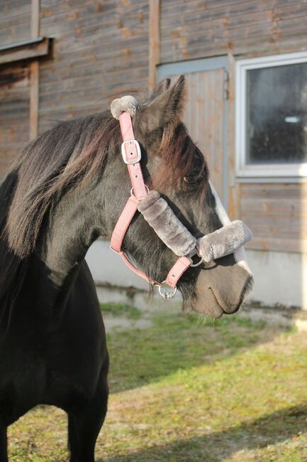 Charmante Tinker-Stute, Denise , Horses For Sale, Essen, Image 7