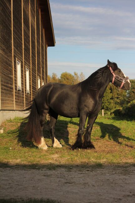 Charmante Tinker-Stute, Denise , Horses For Sale, Essen, Image 6