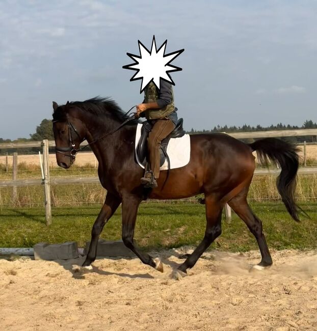 Ein charmanter Allrounder mit Herz sucht seinen Herzensmenschen, Kerstin Rehbehn (Pferdemarketing Ost), Pferd kaufen, Nienburg