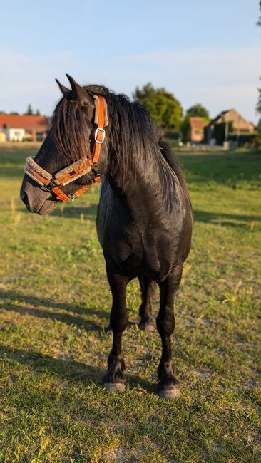 Charmanter Fellponyhengst zu Verkaufen, Kathleen Grygo, Pferd kaufen, Dohren , Abbildung 4