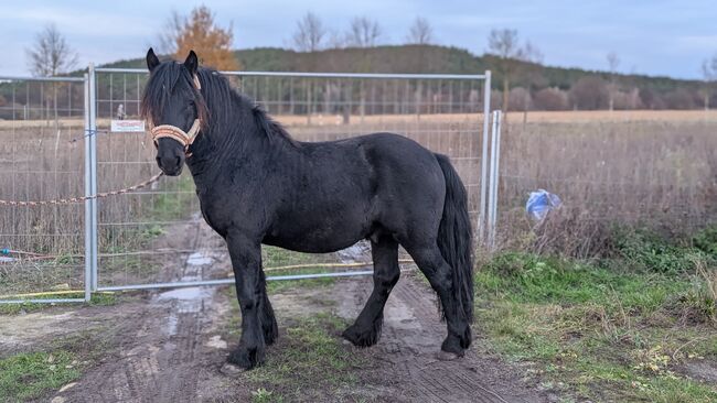 Charmanter Fellponyhengst zu Verkaufen, Kathleen Grygo, Pferd kaufen, Dohren , Abbildung 5