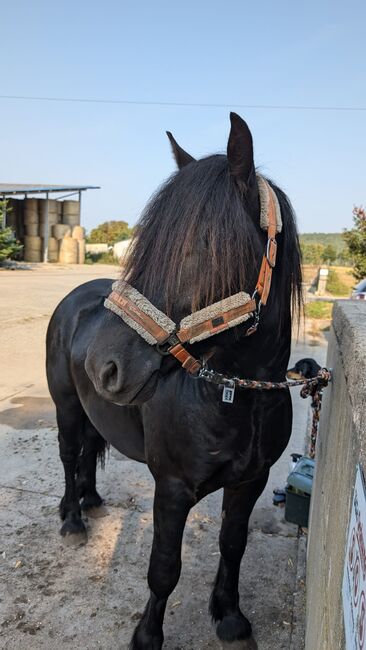 Charmanter Fellponyhengst zu Verkaufen, Kathleen Grygo, Pferd kaufen, Dohren , Abbildung 6