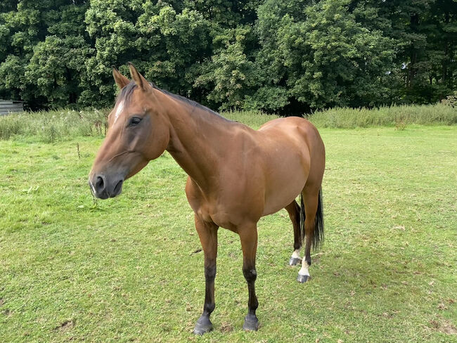 Charmanter Quarter Horse Wallach sucht Herzensmenschen, Kerstin Rehbehn (Pferdemarketing Ost), Pferd kaufen, Nienburg, Abbildung 5