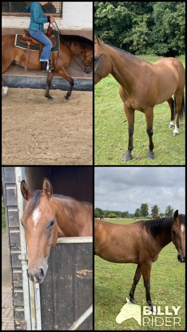 Charmanter Quarter Horse Wallach sucht Herzensmenschen, Kerstin Rehbehn (Pferdemarketing Ost), Pferd kaufen, Nienburg, Abbildung 8