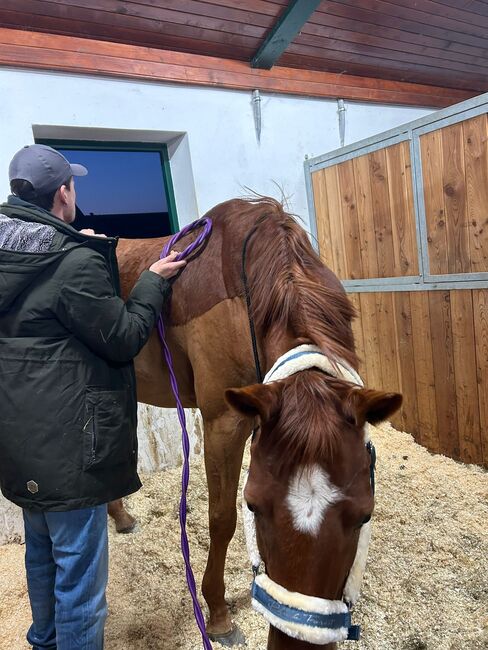 Charmeur und Lehrmeister sucht Bestplatz, Bettina Lumper , Horses For Sale, Purgstall , Image 4