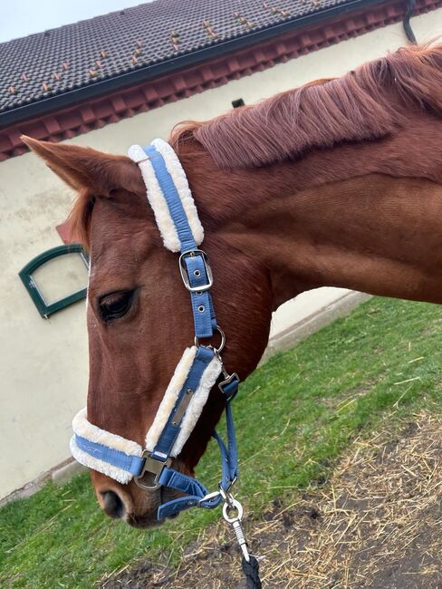 Charmeur und Lehrmeister sucht Bestplatz, Bettina Lumper , Horses For Sale, Purgstall , Image 3