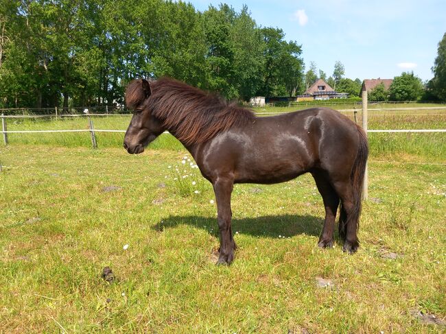 Bezaubernder dreijähriger Isländerwallach, M. Schmiedehausen, Horses For Sale, Neumünster, Image 2