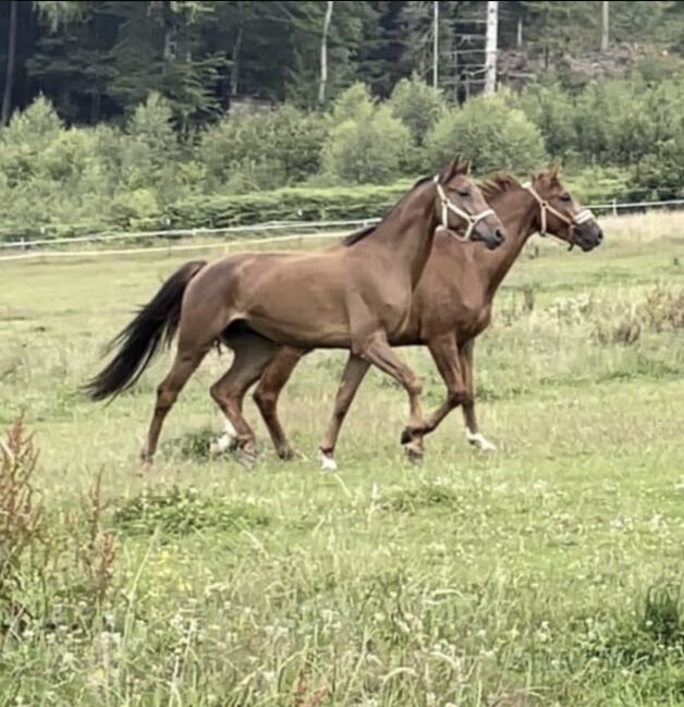 Charmanter typvoller sportiver Wallach, Christa Kellershohn, Horses For Sale, Engelskirchen