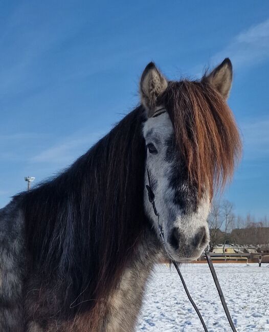 charmanter junger Isländer Wallach mit viel Behang, Sabine Opitz Wieben (Reiter - & Erlebnisbauernhof Groß Briesen GmbH), Horses For Sale, Groß Briesen
