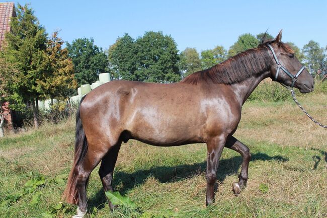 Charmanter junger Wallach sucht zu Hause auf Lebenszeit, Stefanie , Horses For Sale, Westoverledingen, Image 2