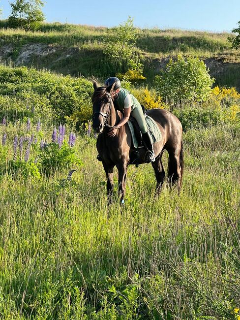 Charmanter junger Wallach sucht zu Hause auf Lebenszeit, Stefanie , Horses For Sale, Westoverledingen, Image 3