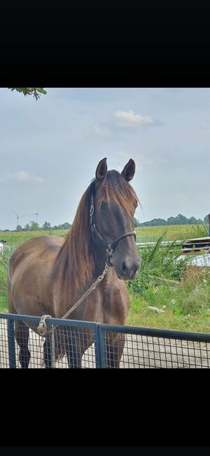 Charmanter junger Wallach sucht zu Hause auf Lebenszeit, Stefanie , Horses For Sale, Westoverledingen, Image 5