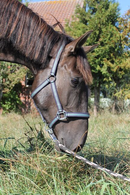 Charmanter junger Wallach sucht zu Hause auf Lebenszeit, Stefanie , Horses For Sale, Westoverledingen, Image 6