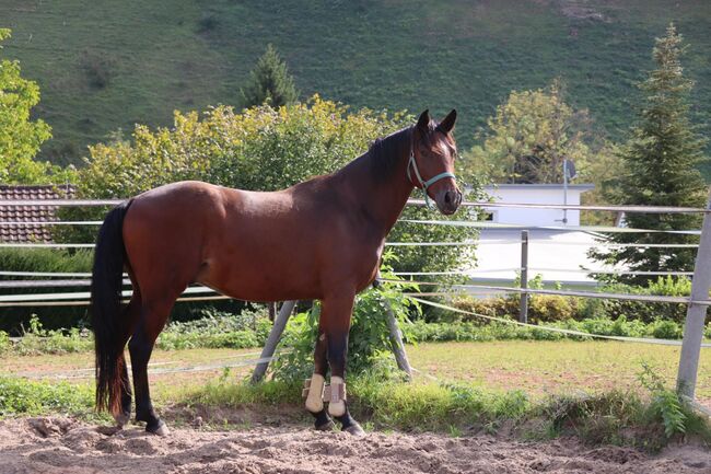 Charmanter Youngster mit Potenzial für den Dressursport, N. Weber, Horses For Sale, Markgrönigen, Image 4