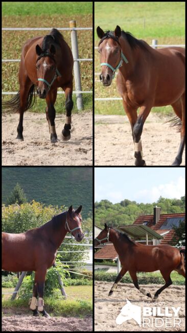 Charmanter Youngster mit Potenzial für den Dressursport, N. Weber, Horses For Sale, Markgrönigen, Image 6