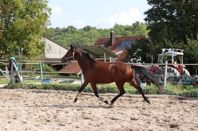 Charmanter Youngster mit Potenzial für den Dressursport, N. Weber, Horses For Sale, Markgrönigen, Image 2