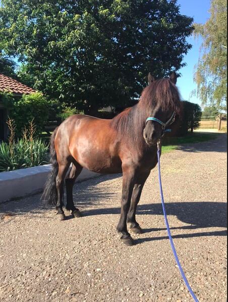 Charmanter Fünfgangwallach sucht erfahrenen Reiter, Melissa, Horses For Sale, Ratingen