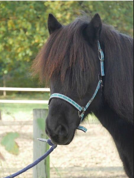 Charmanter Fünfgangwallach sucht erfahrenen Reiter, Melissa, Horses For Sale, Ratingen, Image 2