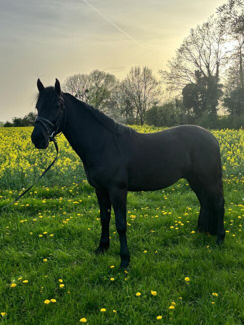 Charmanter Wallach, Murgese, 4 Jahre, Kerstin Mothes, Horses For Sale, Zülpich, Image 4