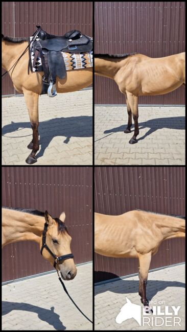 Charmanter Eyecatcher mit top Abstammung, Kerstin Rehbehn (Pferdemarketing Ost), Horses For Sale, Nienburg, Image 5