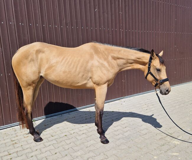 Charmanter Eyecatcher mit top Abstammung, Kerstin Rehbehn (Pferdemarketing Ost), Horses For Sale, Nienburg, Image 3